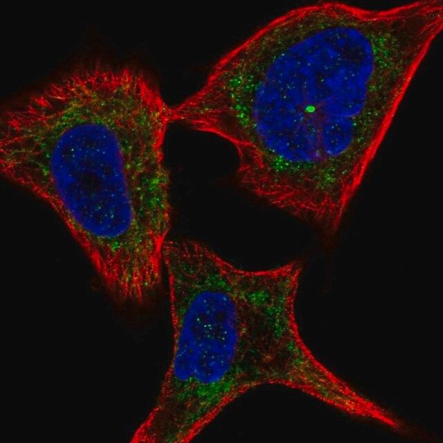 Anti-PLXNC1 antibody produced in rabbit