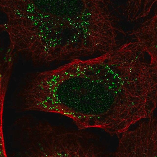 Anti-PIK3R3 antibody produced in rabbit