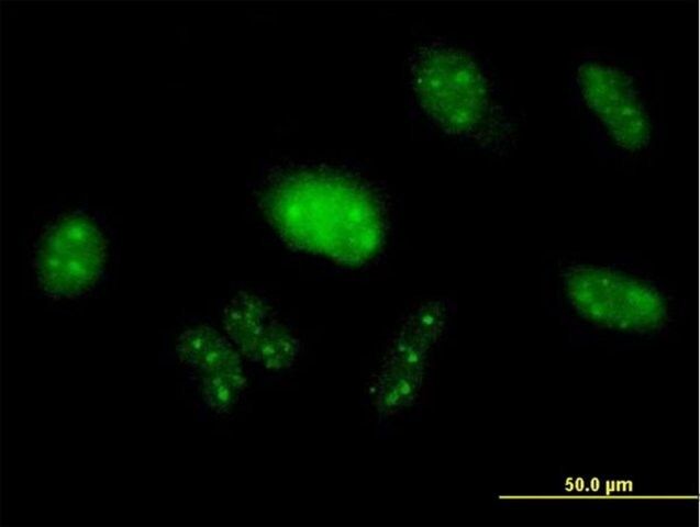Anti-PIK3R3 antibody produced in mouse
