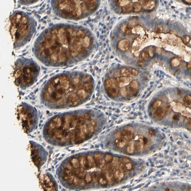 Anti-PLAU antibody produced in rabbit
