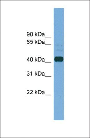 Anti-PLAT antibody produced in rabbit