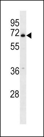 ANTI-PLBD2 (CENTER) antibody produced in rabbit