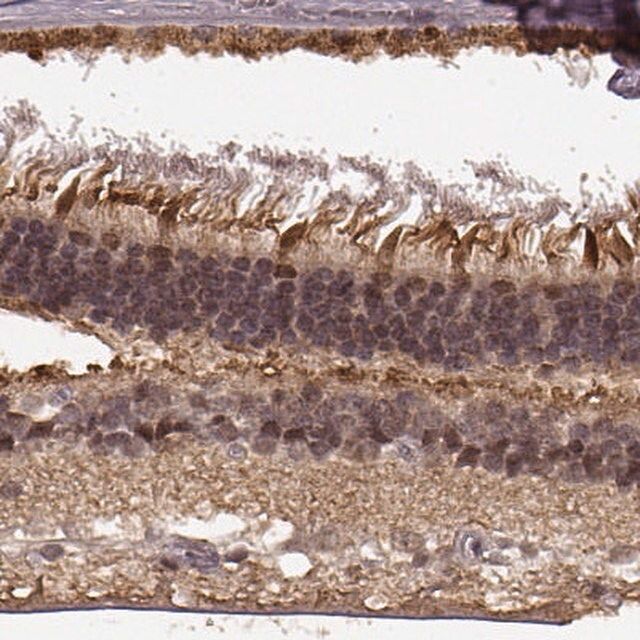 Anti-PLCB4 antibody produced in rabbit