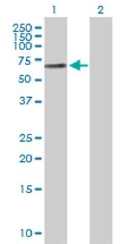 Anti-PLAT antibody produced in rabbit