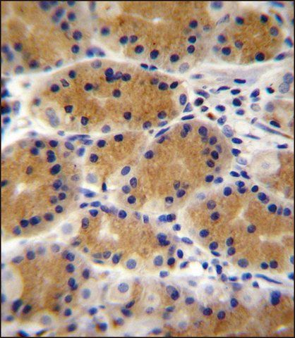 ANTI-PLEKHG3 (C-TERM) antibody produced in rabbit