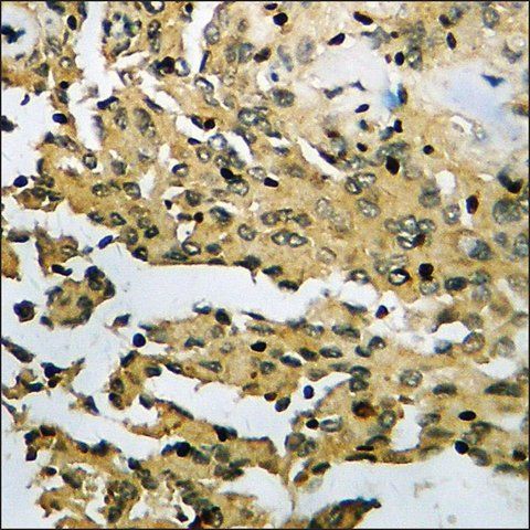 Anti-phospho-FER (pTyr<sup>402</sup>) antibody produced in rabbit