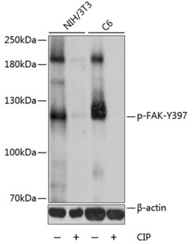Anti-Phospho-FAK-Y397 antibody produced in rabbit