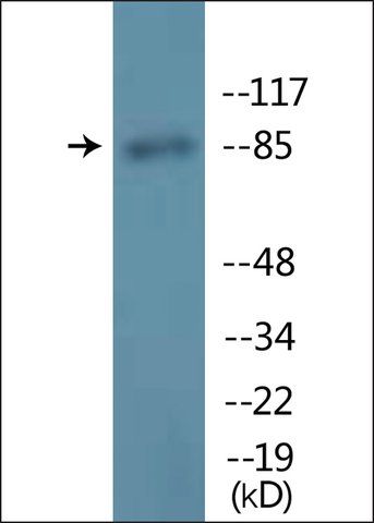 Anti-phospho-GR (pSer<sup>211</sup>) antibody produced in rabbit