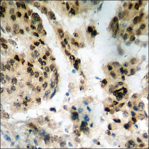 Anti-phospho-Histone H2A.X (pSer<sup>139</sup>) antibody produced in rabbit