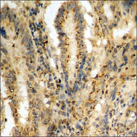Anti-phospho-IkappaB-α (pSer<sup>32/36</sup>) antibody produced in rabbit