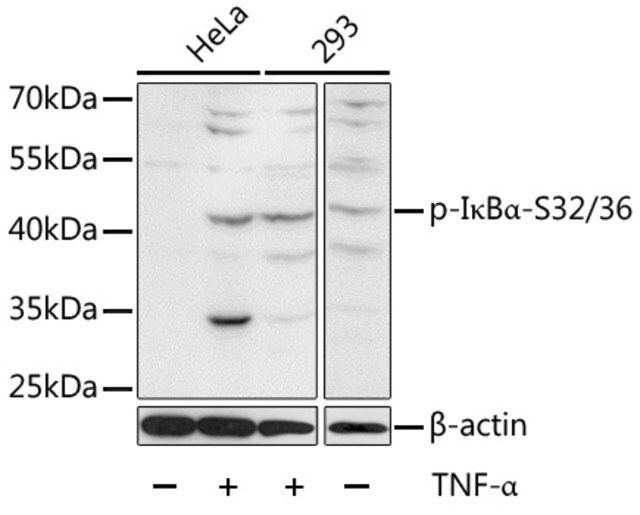 Anti-Phospho-IκBα-S32/36 antibody produced in rabbit