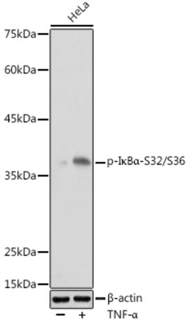 Anti-Phospho-IκBα-S32/S36 antibody produced in rabbit
