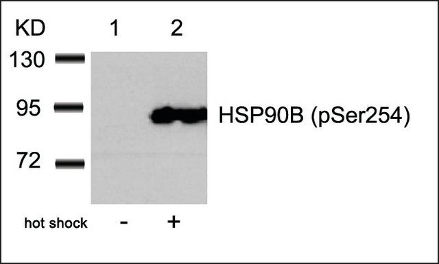 Anti-phospho-HSP90AB1 (pSer<sup>254</sup>) antibody produced in rabbit