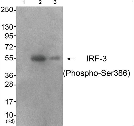 Anti-phospho-IRF-3 (pSer<sup>386</sup>) antibody produced in rabbit