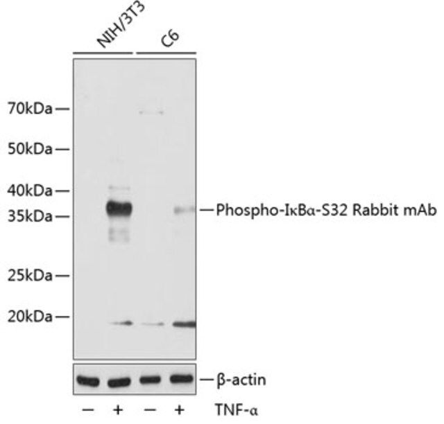 Anti-Phospho-IκBα-S32 antibody produced in rabbit