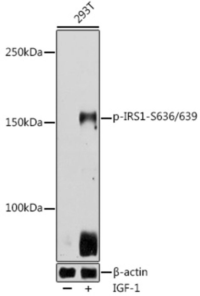 Anti-Phospho-IRS1-S636/639 antibody produced in rabbit