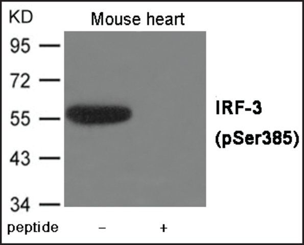 Anti-phospho-IRF-3 (pSer<sup>385</sup>) antibody produced in rabbit