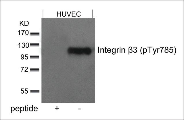 Anti-phospho-ITGB3 (pTyr<sup>785</sup>) antibody produced in rabbit