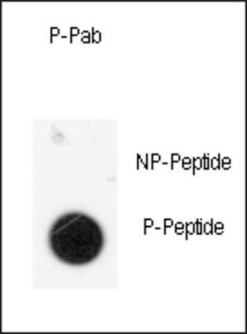 Anti-Phospho-ANTXR1-pY425 antibody produced in rabbit