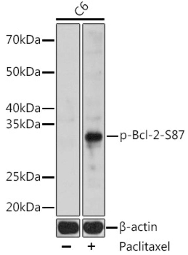 Anti-Phospho-BCL2-S87 antibody produced in rabbit