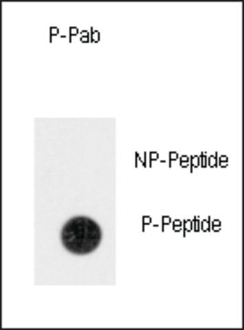 Anti-Phospho-ANTXR1-pY382 antibody produced in rabbit