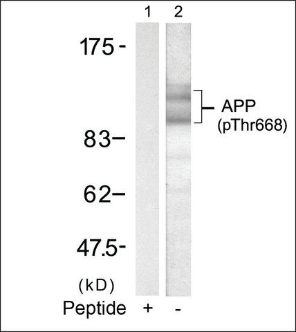 Anti-phospho-APP (<sup>p668</sup>) antibody produced in rabbit