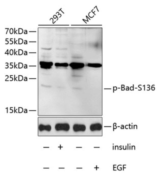 Anti-Phospho-Bad-S136 antibody produced in rabbit