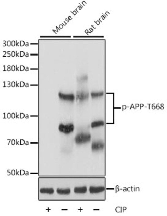 Anti-Phospho-APP-T668 antibody produced in rabbit