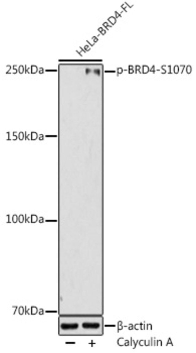 Anti-Phospho-BRD4-S1070 antibody produced in rabbit