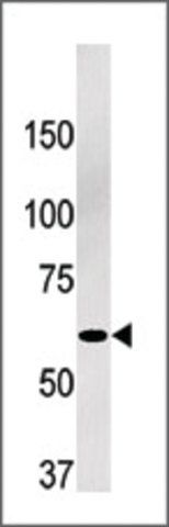 Anti-Phospho-APBB1-S347 antibody produced in rabbit