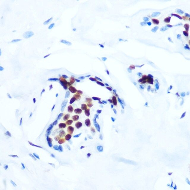 Anti-Phospho-c-Jun-T91 antibody produced in rabbit
