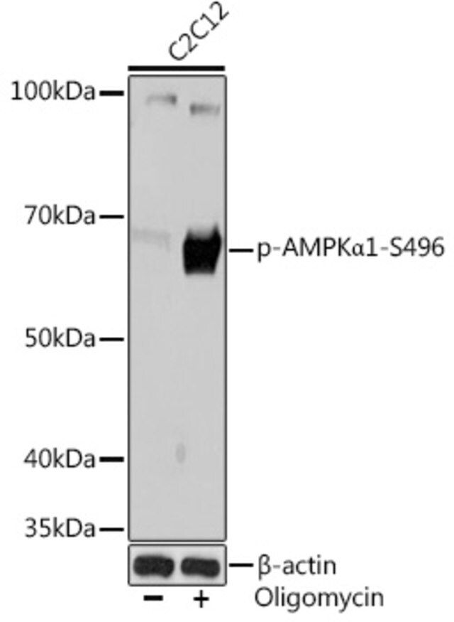 Anti-Phospho-AMPKα1-S496 antibody produced in rabbit