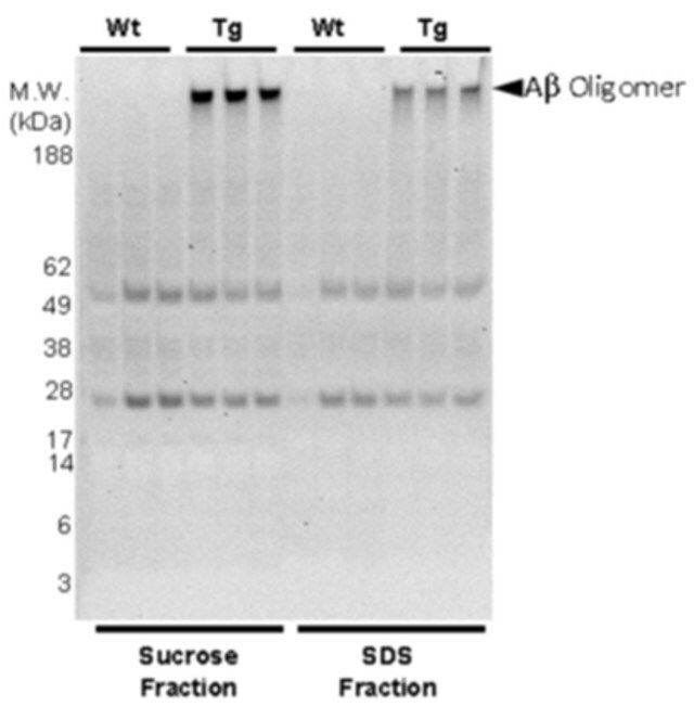 Anti-phospho-Amyloid beta (Ser8) Antibody, clone 1E4E11