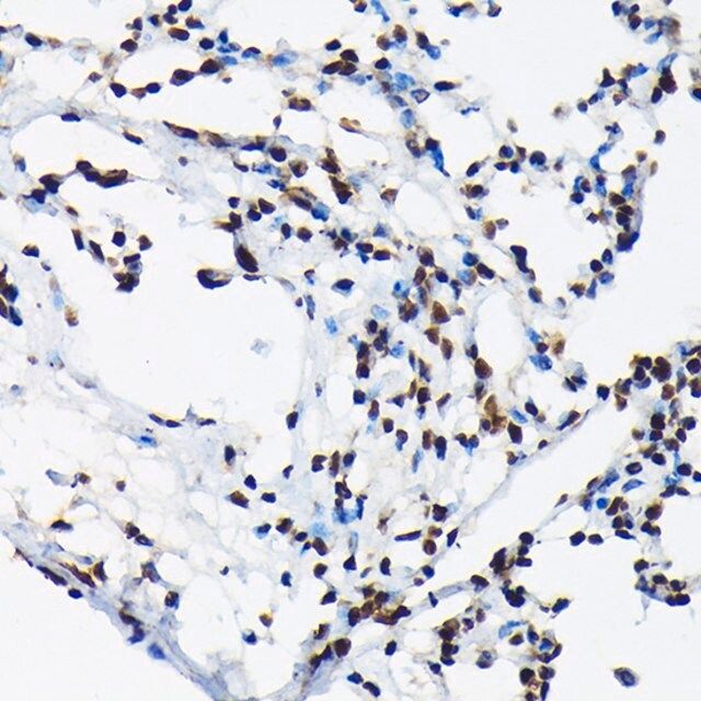 Anti-Phospho-c-Jun-T91 antibody produced in rabbit