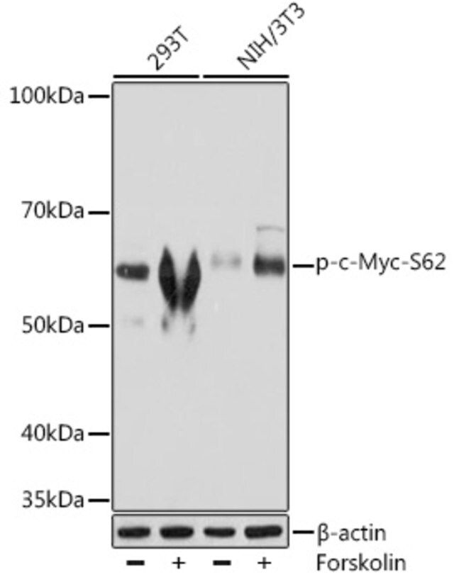 Anti-Phospho-c-Myc-S62 antibody produced in rabbit
