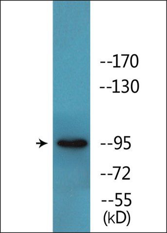 Anti-phospho-BL-CAM (pTyr<sup>807</sup>) antibody produced in rabbit