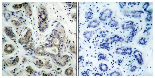 Anti-PDK1 antibody produced in rabbit