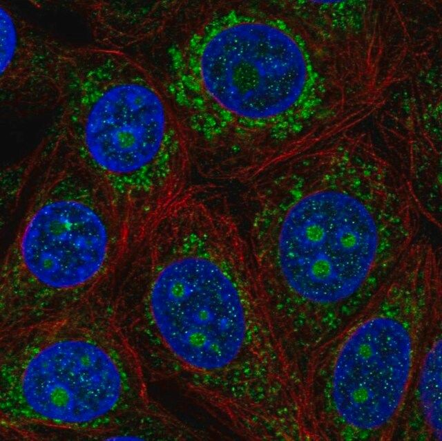 Anti-PDK3 antibody produced in rabbit
