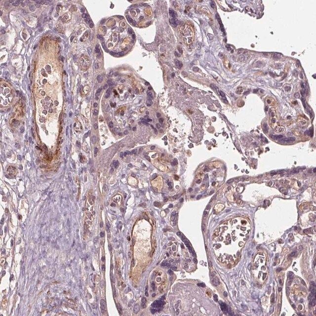 Anti-PDGFD antibody produced in rabbit