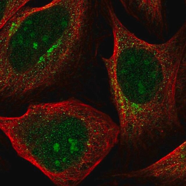 Anti-PDK1 antibody produced in rabbit