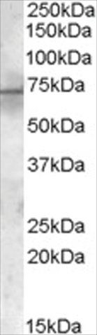 Anti-PDK1 antibody produced in goat