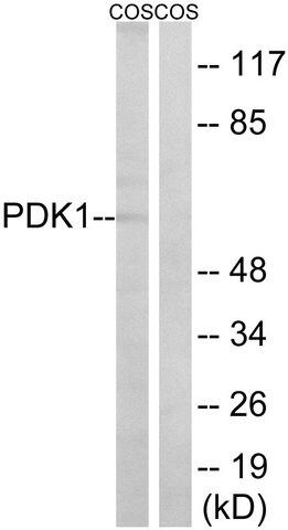 Anti-PDK1, N-Terminal antibody produced in rabbit