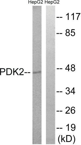 Anti-PDK2 antibody produced in rabbit