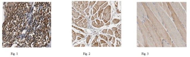 Anti-PDL-1/CD274 Antibody, clone 3F2.1