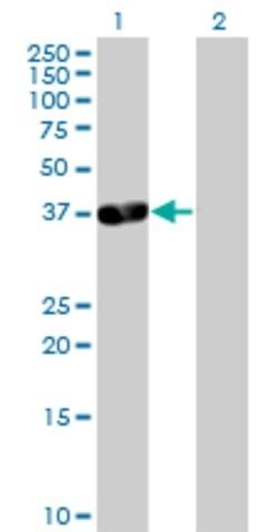 Anti-PDLIM3 antibody produced in mouse