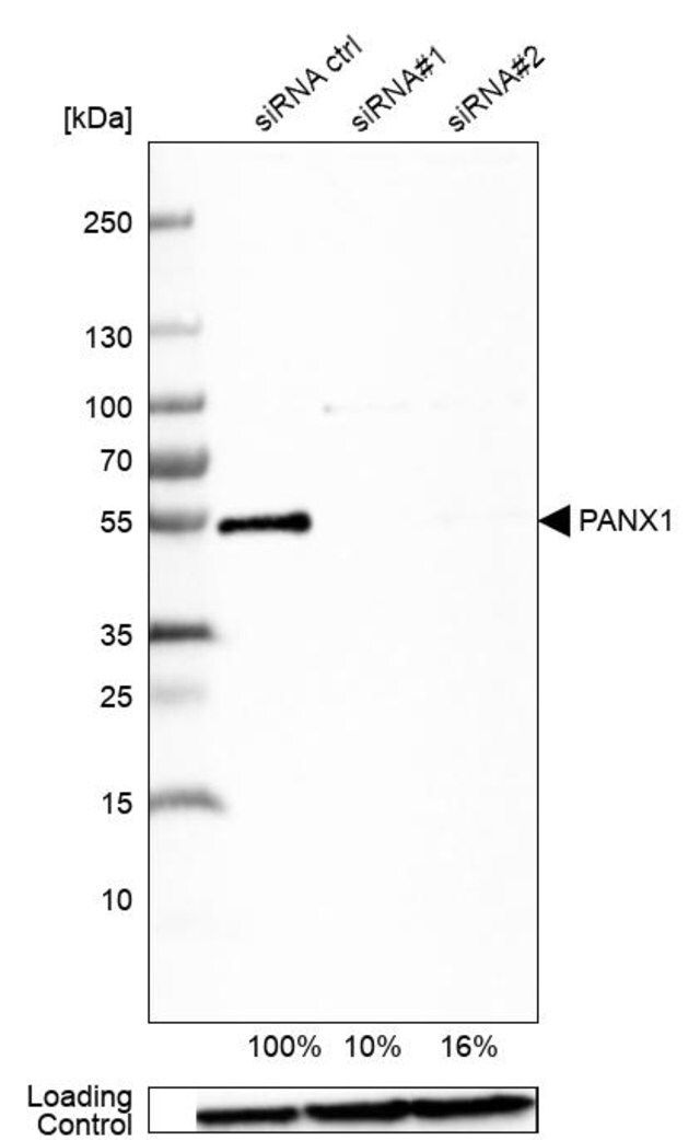 Anti-PANX1 antibody produced in rabbit