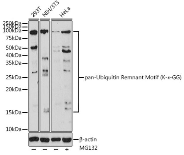 Anti-pan-Ubiquitin Remnant Motif (K-ε-GG) antibody produced in rabbit