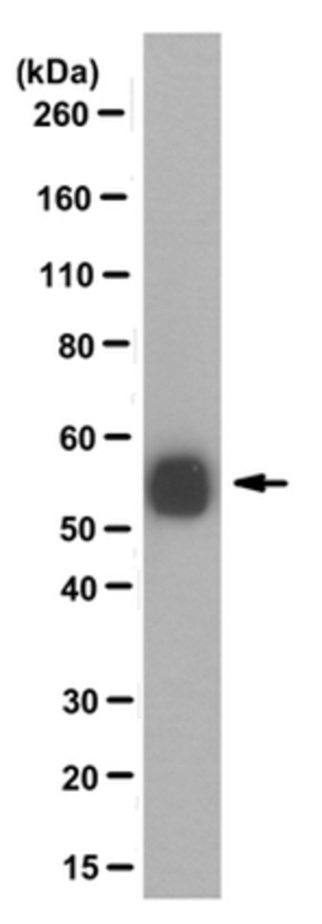 Anti-pan polyglycylated Tubulin Antibody, clone AXO 49