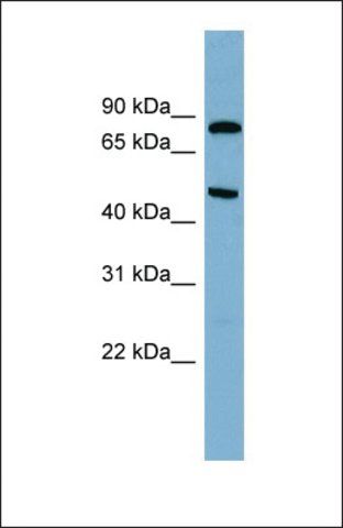 Anti-PANK4, (N-terminal) antibody produced in rabbit