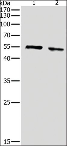 Anti-pan-AKT antibody produced in rabbit